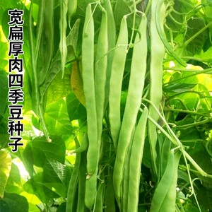 宽扁厚肉四季豆种子春夏秋季耐热新三扁无筋架豆早熟宽荚蔬菜种子