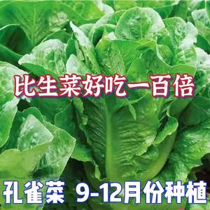 孔雀菜种子罗马生菜种孑四季沙拉菜种籽9-12月可种植阳台盆栽蔬菜