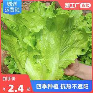 生菜籽种子四季播种抗热奶油生菜玻璃意大利阳台庭院蔬菜种子种植