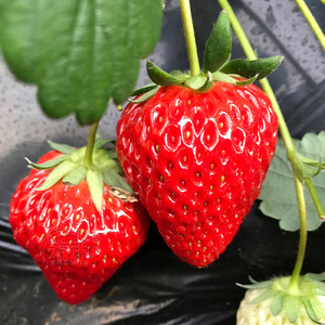 盆栽奶油草莓种籽子种植四季种子白 苗带土带盆大食用秧牛奶新苗