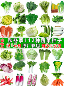 四季蔬菜种子适合秋播种植青菜生菜香菜菠菜籽白菜萝卜籽种孑大全