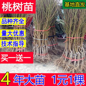 桃树果苗嫁接黄桃树苖早熟特大冬桃南方北方种植毛桃实生水蜜桃苗