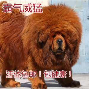 巨型藏獒幼犬小老虎藏獒狮王超大号藏獒狮王便宜大型宠物活物
