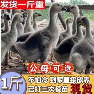 现货1一斤白鹅苗脱温苗四川白鹅苗大种灰鹅雁鹅一斤正宗狮子头鹅