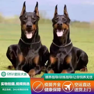 杜宾幼犬纯种双血统美系杜宾德系赛级护卫犬猎犬迷你杜宾犬宠物狗