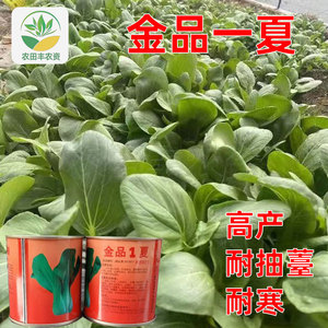 金品1夏青梗菜种子耐热耐湿优质青菜种子四季蔬菜籽上海青100g/罐