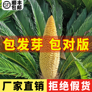 铁树种子变盆栽可开花南北方都种植不怕冻耐寒绿植苏铁种苗去壳