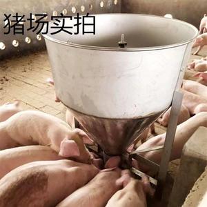 猪食槽养殖场不锈钢自动下料槽干湿两用母猪自由采食育肥养猪设备