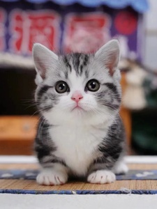 香港发货美短猫活体虎斑矮脚猫曼基康标斑小猫幼崽加白起司宠物猫