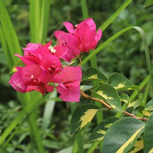 三角梅金心红 金心水红阳台花苗花卉四季阳台开花植物盆栽庭院|