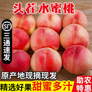 桃子新鲜水果当季整箱10斤头茬脆桃现摘现发孕妇水果毛桃红美人桃
