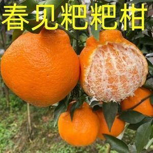 四川春见耙耙苗树苗嫁接橘子苗不知火春见丑八怪粑粑柑盆栽地栽