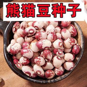 特大熊猫豆种子高产早熟非转基因豆芽苗春秋四季阳台盆栽易种特价