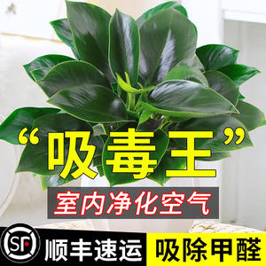 禄萝盆栽绿罗室内绿箩植物室内吸甲醛金钻绿萝花卉水培绿植好养活