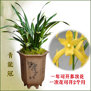 建兰-青龙冠浓香客厅阳台花卉绿植盆栽兰花园艺花期6月-11月