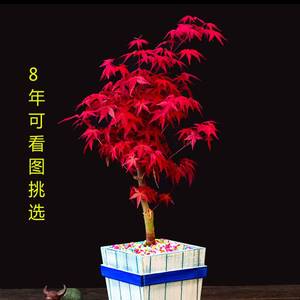 日本红枫盆景矮霸枫树老桩花卉植物室内花办公桌盆栽黄金枫树苗