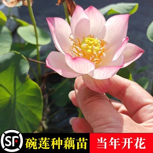 碗莲种藕水培绿植物室内四季开花卉睡莲花小型种籽子荷花根苗盆栽