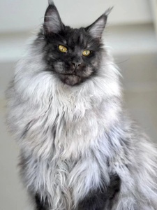 香港澳门发货纯黑烟灰色俄罗斯巨型缅因长毛猫幼崽宠物挪威森林猫