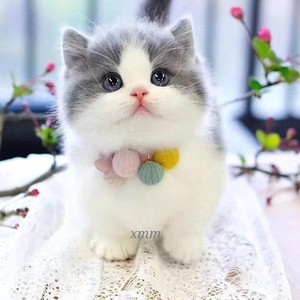 纯种血统英短蓝猫蓝白猫幼猫崽矮脚曼基康美短起司活体家养宠物猫