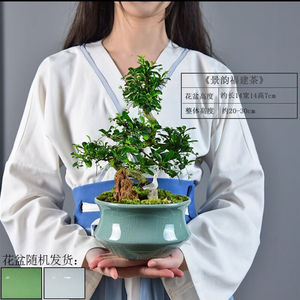 福建茶盆景造型办公室客厅室内植物盆栽桌面观赏绿植景韵青瓷S型|