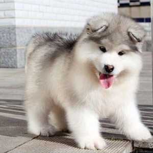 全国发货熊版狼版阿拉斯加犬幼崽哈士奇萨摩耶雪橇犬活体宠物狗狗