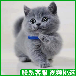 香港发货曼基康美短猫蓝猫蓝白猫活体宠物猫纯种英短可爱矮脚幼猫
