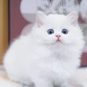 纯种金吉拉幼猫矮脚金吉拉猫纯白拿破仑曼基康长毛猫小猫咪活物