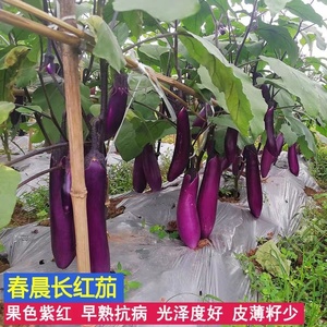 新品紫红长茄子种子老品种红茄种子墨玉长茄四季蔬菜籽盆载线茄种