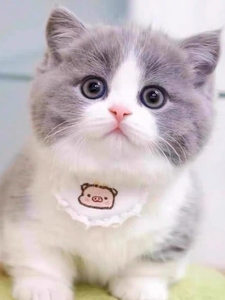 香港澳门发货英短矮脚蓝白蓝猫幼崽曼基康折耳短毛宠物加白起司猫