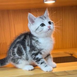 香港发货虎斑标斑美短猫幼崽加白起司猫矮脚曼基康活体蓝白宠物猫