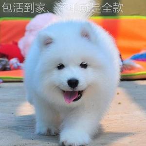 发货快出售纯种摩耶幼耶犬纯白色雪橇体犬幼犬活宠物VNG狗狗萨萨