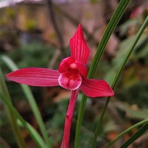 春兰名品红素汗血宝马栽浓香花卉阳台绿植兰花透气春季室内盆栽