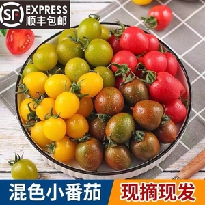 圣女果四色混装5斤新鲜水果红黄色夏日阳光贝贝千禧小番茄柿子