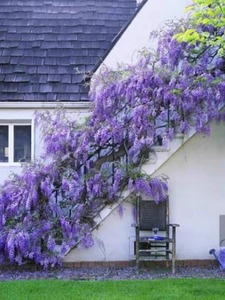 紫藤种子紫藤走廊花架爬藤植物庭院四季多花紫藤树苗种籽子