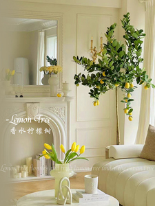 香水柠檬树盆栽带果室内客厅大盆栽室外庭院树苗阳台四季开花结果