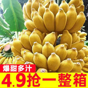 正宗苹果蕉小香蕉新鲜5斤自然熟整箱水果粉蕉小米芭蕉香焦小果