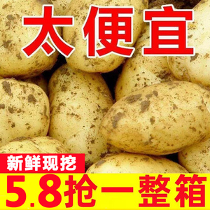 甘肃定西土豆9斤包邮2024黄心沙面马铃薯5/9斤整箱农家新鲜现挖