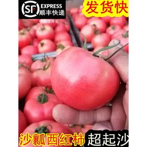 山东普罗旺斯超甜沙瓤西红柿10斤 新鲜番茄时令水果蔬菜包邮