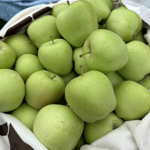 云南昭通洒渔苹果青苹果老品种黄金帅脆甜微酸五斤和十斤装