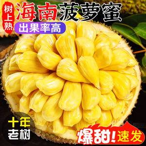 【现货秒发】海南菠萝蜜新鲜一整个三亚特产黄心波罗蜜当季水果