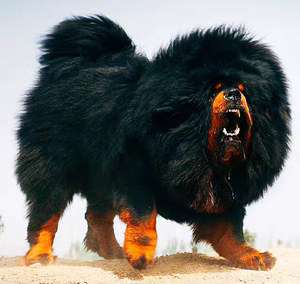 领养藏獒犬幼犬超大藏獒幼犬巨型藏獒犬大型狮王铁包金雪獒犬活体