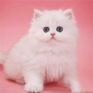 纯种金吉拉幼猫金吉拉猫曼基康矮脚短腿纯白拿破仑长毛小猫咪活物