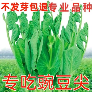 豌豆种籽大豌豆苗蔬菜种子水培无须莱豆小尖芽菜四季种植蔬菜种孑