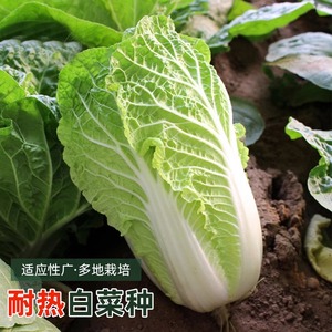 农家耐热大白菜种子蔬菜黄心太原二青大白菜种籽四季种孑菜籽大全