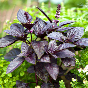 罗勒种子紫罗勒可食用九层塔香草阳台盆栽花卉庭院多年生蔬菜种孑