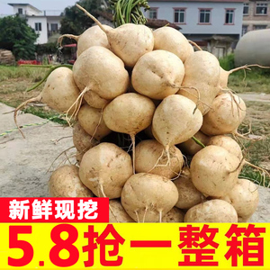 广西凉薯10斤新鲜现挖白地瓜萝卜大果农家特产清甜水果沙葛土番薯