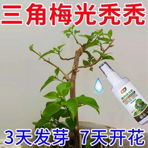 月月开花】三角梅专用营养液治黄叶枯萎落叶不开花催芽促花叶面肥