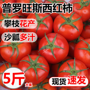 普罗旺斯西红柿新鲜生吃蔬菜水果5斤包邮沙瓤攀枝花露天大番茄果