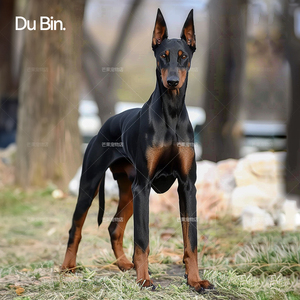 杜宾幼犬双血统美系杜宾纯种德系赛级护卫犬猎犬迷你杜宾犬宠物狗