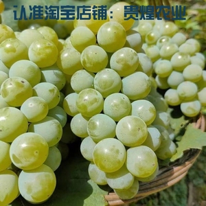 老品种贵州水晶葡萄苗特甜抗病高产葡萄果树苗盆栽地栽南北方种植